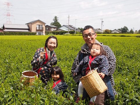 采摘茶叶体验