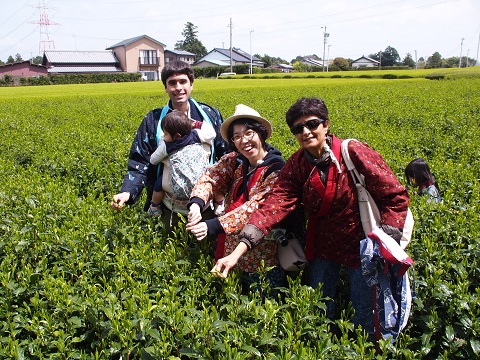 采摘茶叶体验