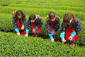 イベント_お茶摘み