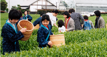 采摘茶叶体验